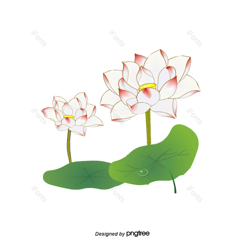 中国风图片,荷花元素,插画PNG,鲜花免抠素材